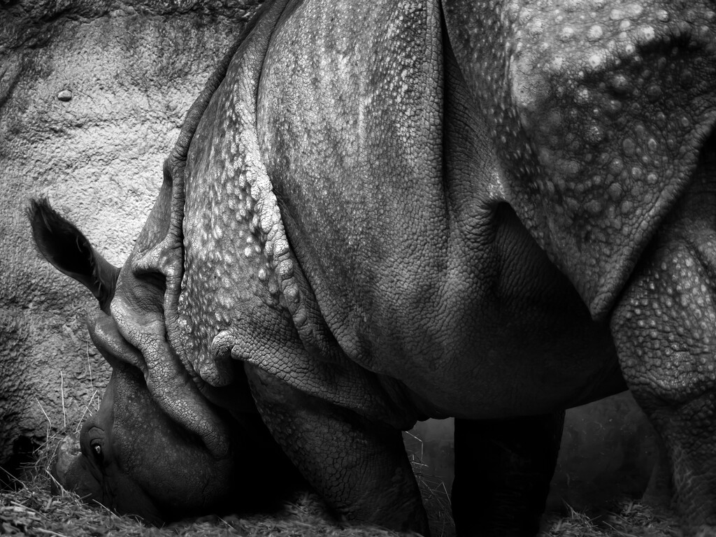 the rhino by northy
