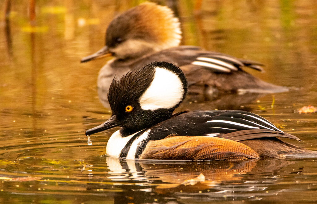 The Hooded Mergansers! by rickster549
