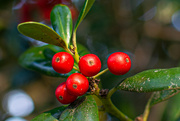 9th Dec 2022 - Holly berries...