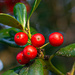 Holly berries... by thewatersphotos