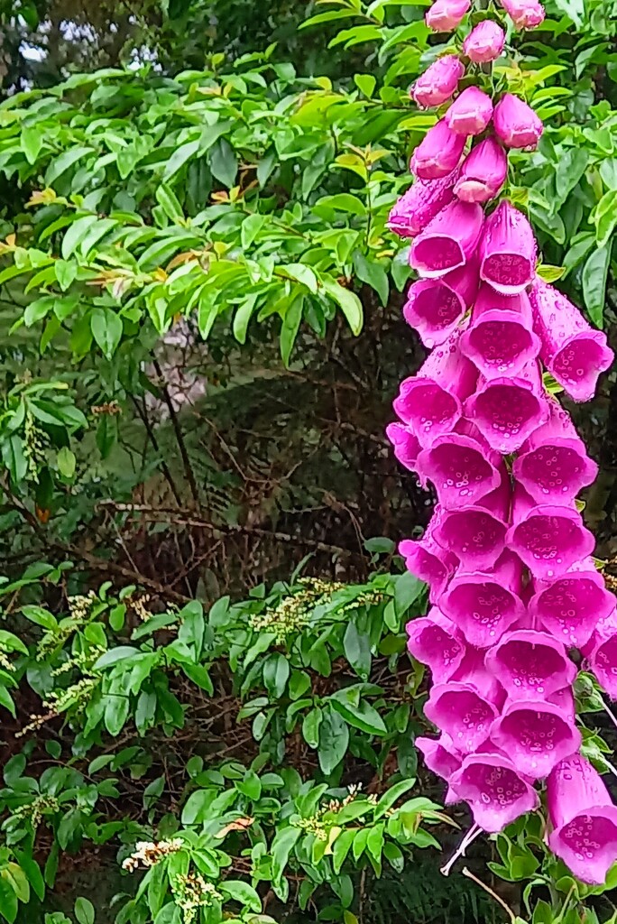 just been told - This is a Fox Glove by creative_shots