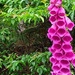 just been told - This is a Fox Glove by creative_shots