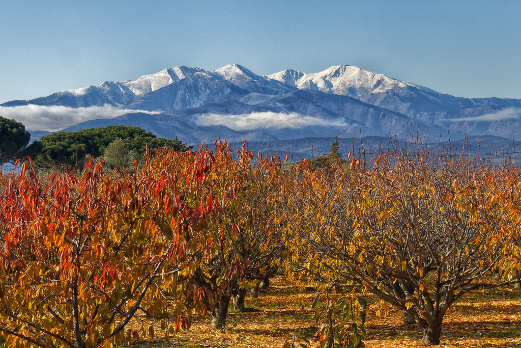 Mountains and orchards by laroque