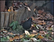 11th Dec 2022 - Bobby blackbird busy in the garden
