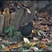 Bobby blackbird busy in the garden by rosiekind