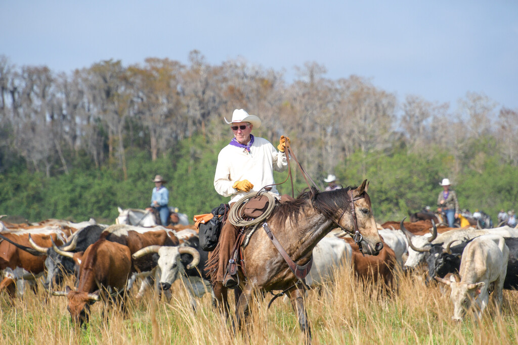 Great Florida Cattle Drive by danette