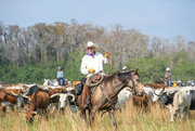 11th Dec 2022 - Great Florida Cattle Drive
