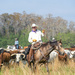 Great Florida Cattle Drive by danette