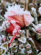 11th Dec 2022 - Frozen roses