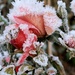 Frozen roses by samcat