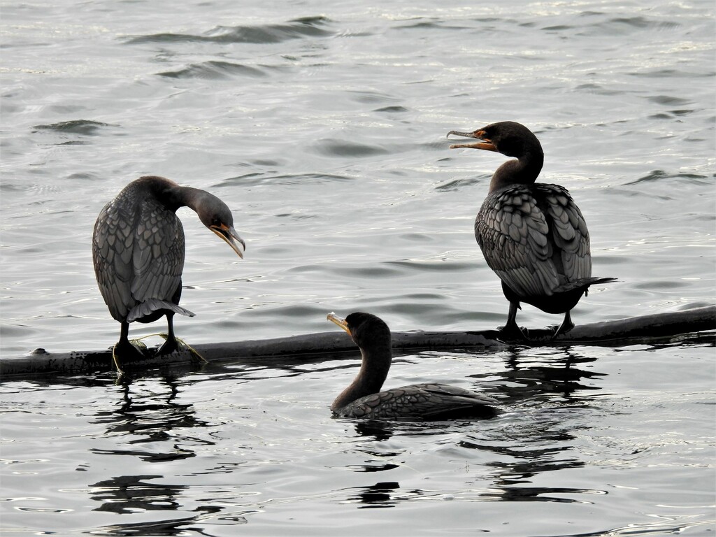 Cormorants  by seattlite