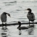 Cormorants  by seattlite