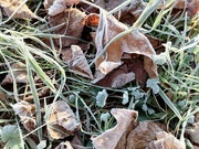 11th Dec 2022 - Cold and Frosty
