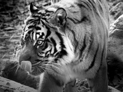 30th Nov 2022 - the hungry tiger
