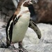 Penguin by randy23