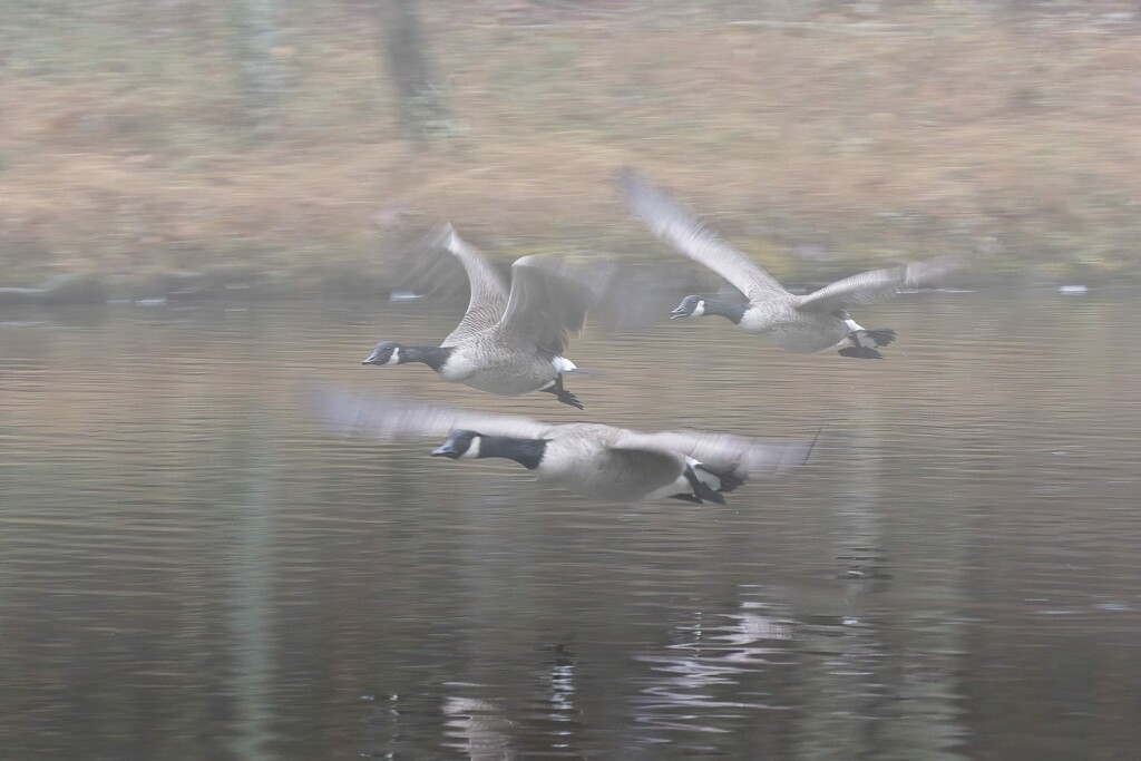 LHG_8461_geese take off in the fog by rontu