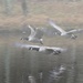 LHG_8461_geese take off in the fog by rontu