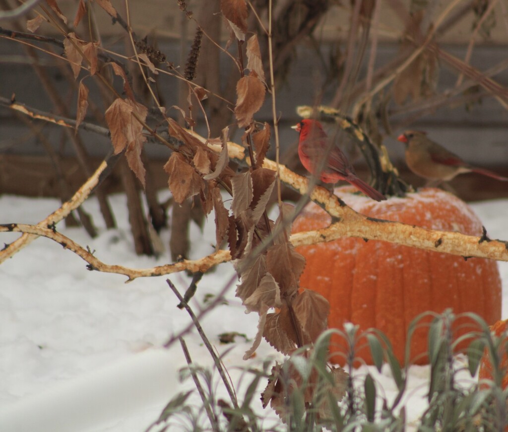 Cardinals on a pumpkin by mltrotter