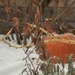 Cardinals on a pumpkin by mltrotter