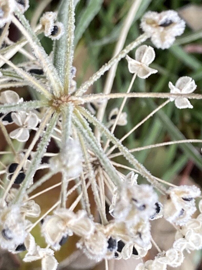 Frosty Seedhead by cataylor41