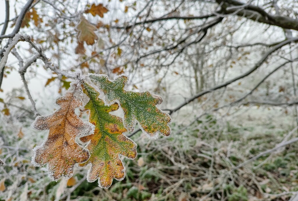 Frosted oak leaves  by boxplayer
