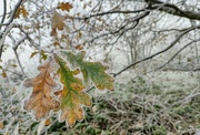 11th Dec 2022 - Frosted oak leaves 