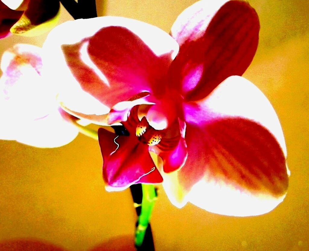 Orhideja by vesna0210