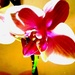 Orhideja by vesna0210