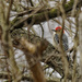 red0bellied woodpecker by rminer