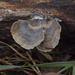 turkey-tail fungus by rminer