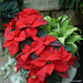 Red poinsettia by larrysphotos