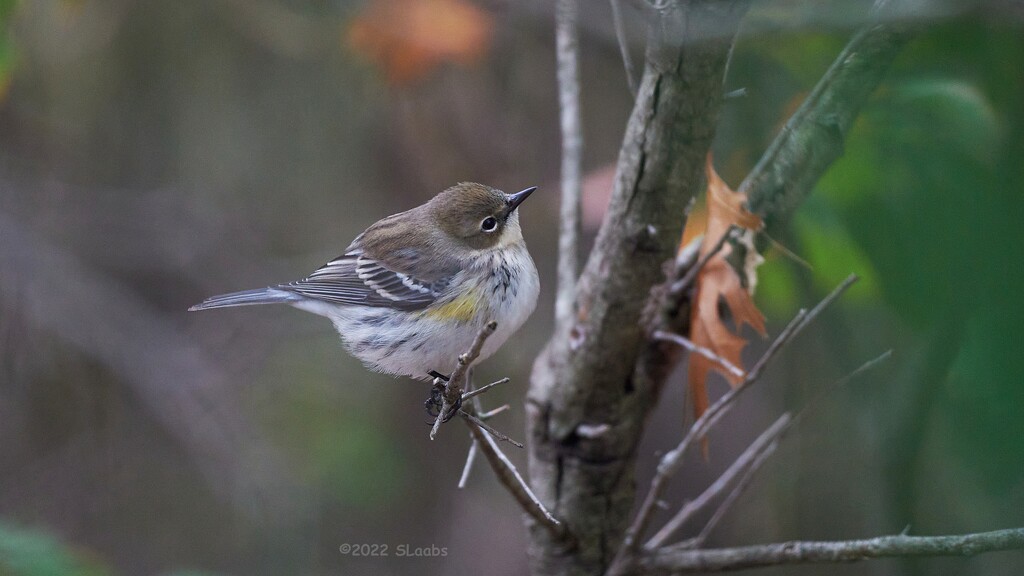 344-365 Yellow Rumped Warbler by slaabs