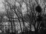 11th Dec 2022 - 2_Maddy Pennock_Silhouette Branches