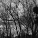2_Maddy Pennock_Silhouette Branches by marshwader