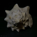 Conch Shell by theredcamera