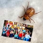 12th Dec 2022 - Christmas … beetles and parties!