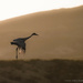 Evening Arrival for Sandhill Crane by taffy