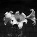 Lilies by suez1e