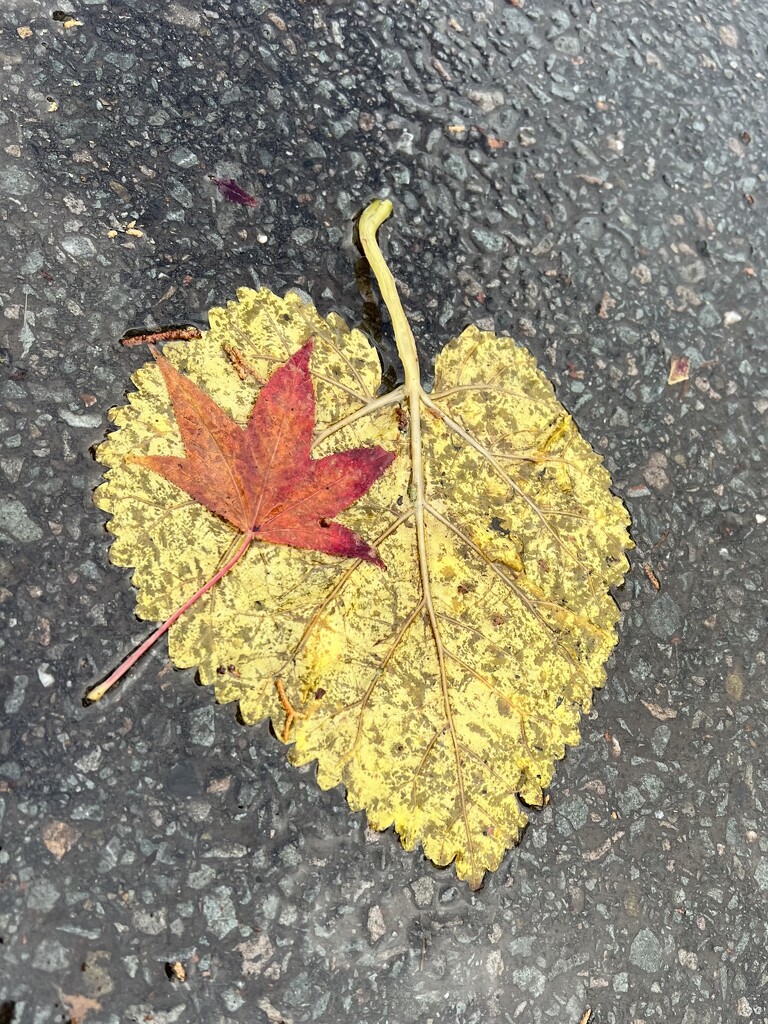 A leaf with a big heart by shookchung