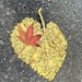 A leaf with a big heart by shookchung