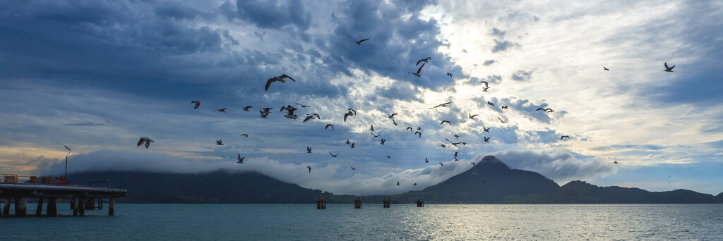 A smattering of seagulls by christinav