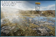 12th Dec 2022 - On the twelfth day of Christmas 