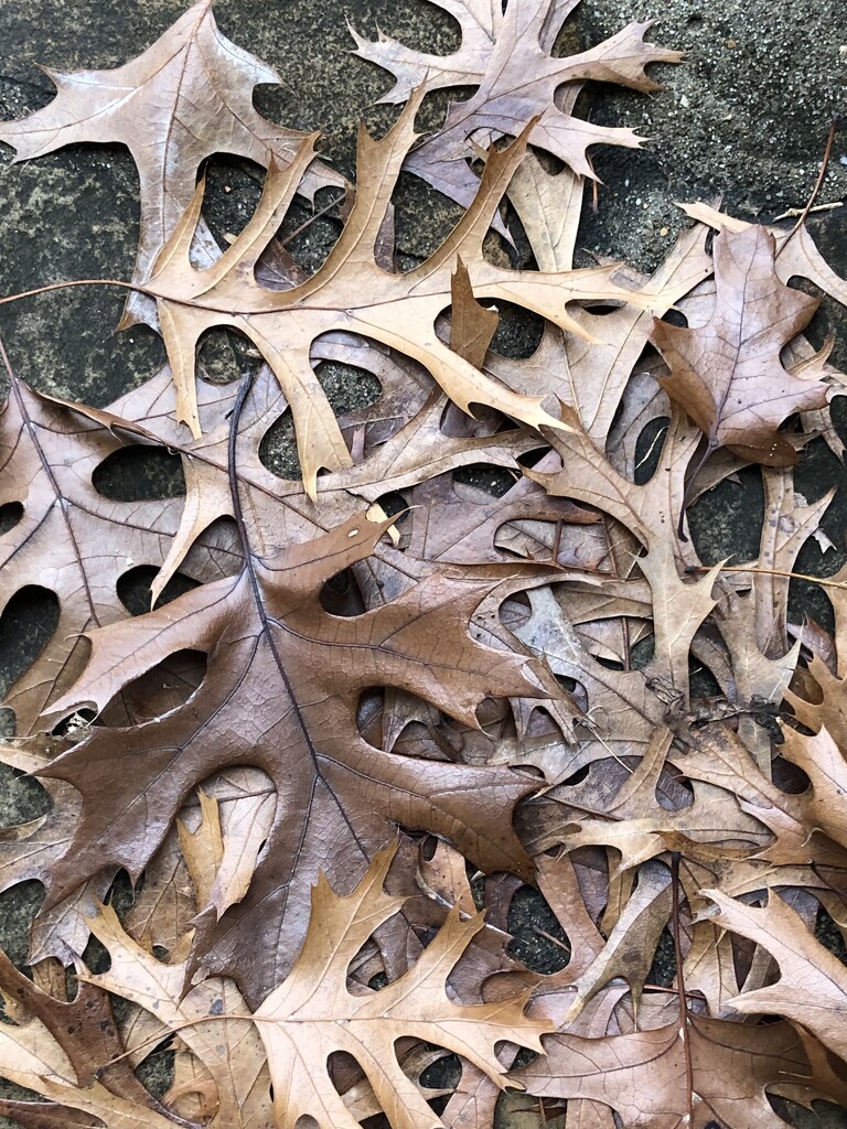 Fallen Leaves by metzpah
