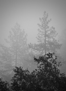 11th Dec 2022 - Ghost Trees in the Rain