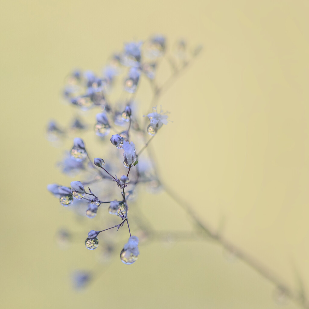 Baby's Breath by bugsy365
