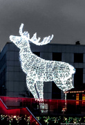 12th Dec 2022 - Christmas reindeer