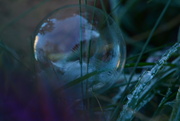 12th Dec 2022 - Semi-frozen Soap bubble ......