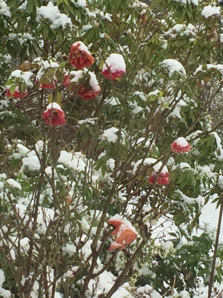 Snowy roses by snowy