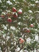 11th Dec 2022 - Snowy roses