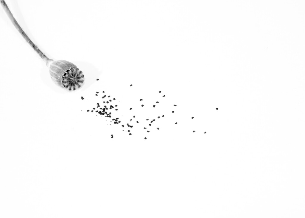A Scattering Of Poppy SeedsDSC_4512 by merrelyn
